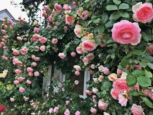 色彩斑斓， 美不胜收