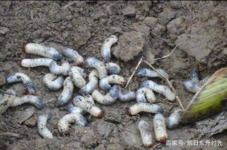 防治红薯地下害虫的方法