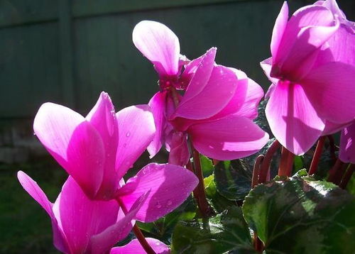 仙客来怎么养才能开花？开花后如何延长花期