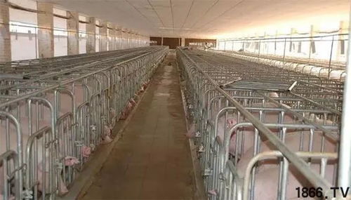 猪价低潮，创新养殖模式