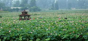 大冶枫桥茶油：探索通城茶油，一斤多少钱？