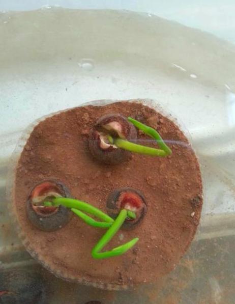 碗莲种子的种植小技巧