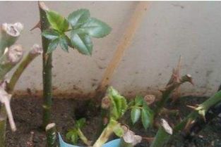 塑料袋和纸巾的秘密