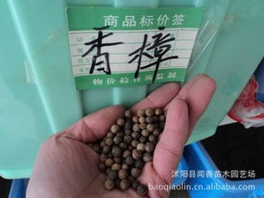 耐心等待：种子发芽需要时间