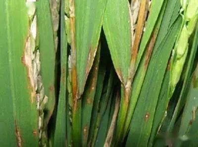 水稻病害的烦恼， 丙环唑与嘧菌酯来帮忙