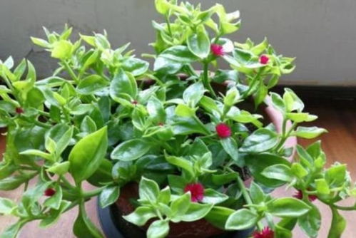 亲戚家一盆小的时候就在了30多年了