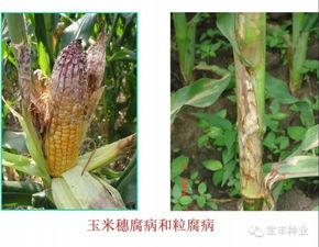 修剪不Neng少， 长得整齐好kan