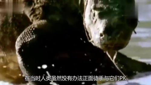 世界上最大的苍蝇，身长超过7厘米