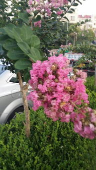 绿色生活， 多彩花卉——适合绿化的花卉品种大盘点