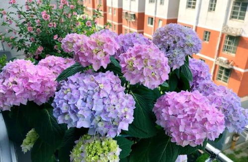 施肥技巧， 绣球花开梗艳丽