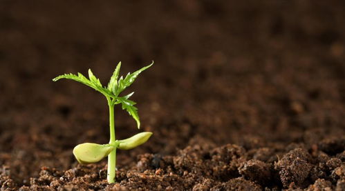 丁草胺：农田里的“神秘药水”