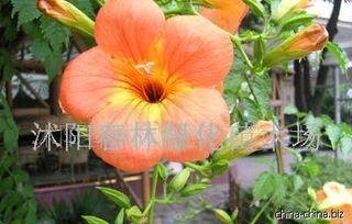 花卉苗木品种大揭秘