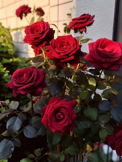 玫瑰花种植与养护的点点滴滴