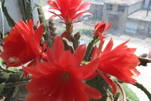 揭秘令箭荷花的神秘花语与深意