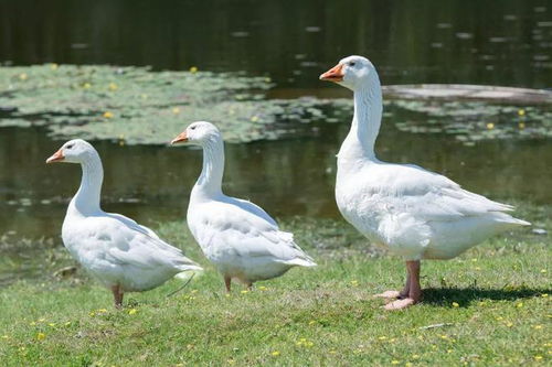如何有效预防鹅浆膜炎，鹅浆膜炎的治疗方法有哪些？