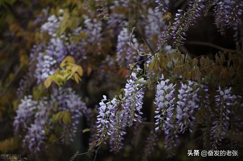 紫藤花在冬天的命运