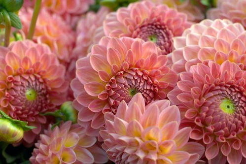 第一种：大丽花玫瑰