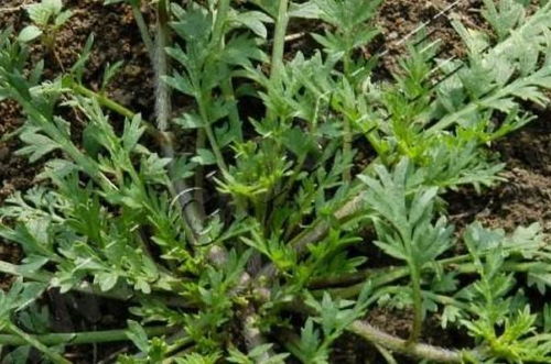 荠菜属于哪种植物类别？它和菠菜、油菜一样属于哪一大类蔬菜