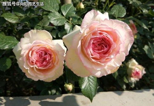 月季追肥适合使用什么类型的肥料？