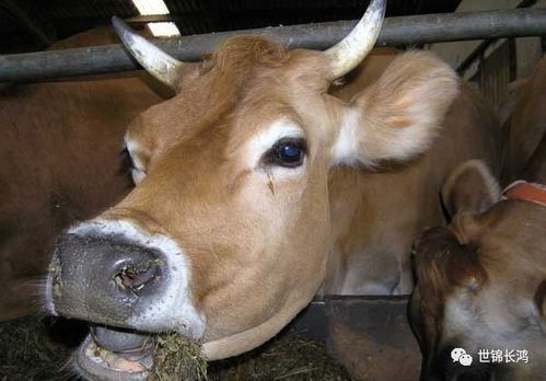 南非1型口蹄疫与普通口蹄疫有何本质区别？