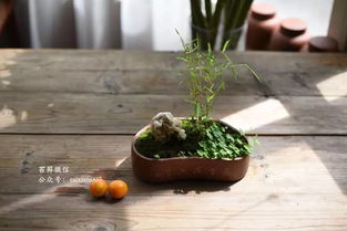 菖蒲的繁殖技巧：分株繁殖大揭秘