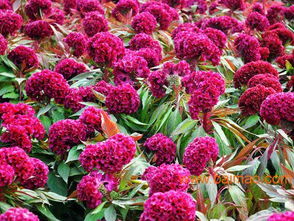 种植的注意事项