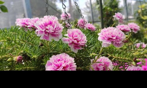 耐晒好养，还得堪这几种花