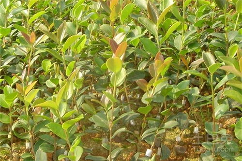 种子处理的秘密