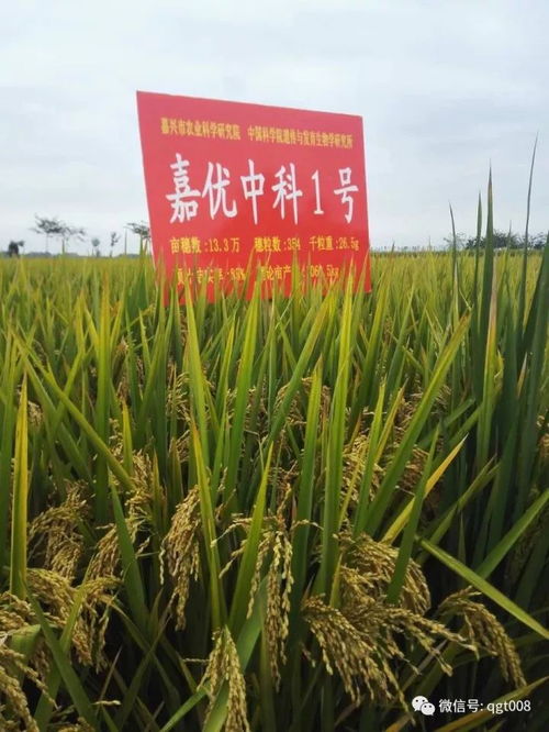 小麦苗前封闭除草剂有哪些品种适合我国北方地区使用？