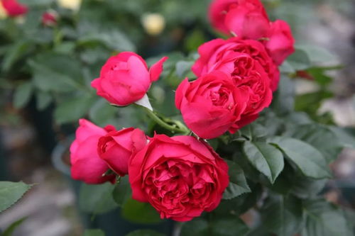 适合种植的地区大揭秘