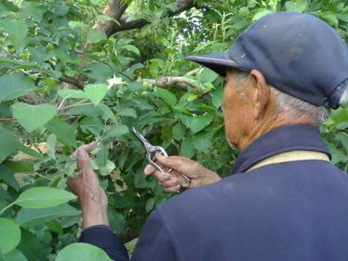不同类型的药害， 有不同的应对方法