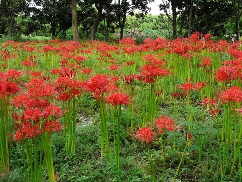 石蒜花开花时间受哪些生长环境因素影响