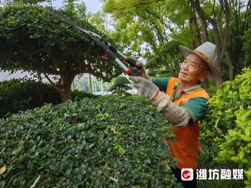 过度修剪：树木的“冷”与“热”