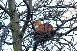 树下养殖，动物赚钱秘籍大揭秘！