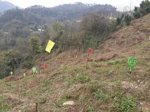 气候、 根系、经济效益，三个硬指标