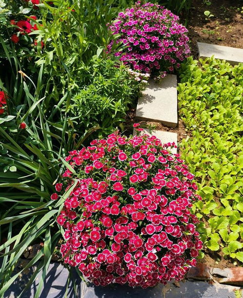 东北的冬天也嫩花开