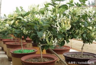 阳台养金银花， 阳光、水分和修剪的“小窍门”