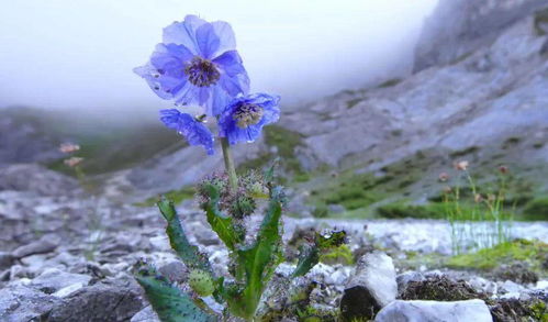 冬天植物保暖小窍门