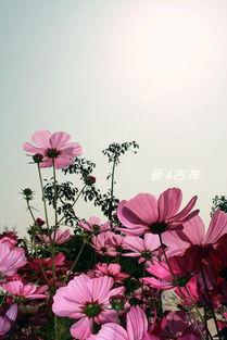 天女花，花中仙子