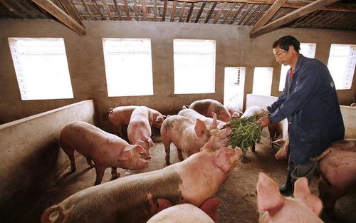 根据‘明天猪价今天早知道’和‘周口猪价 生猪价格今日猪价最新行情’，请问如何准确预测周口明天猪价走势？