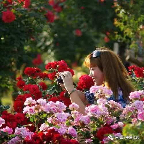 火烈鸟月季：色彩斑斓的精灵