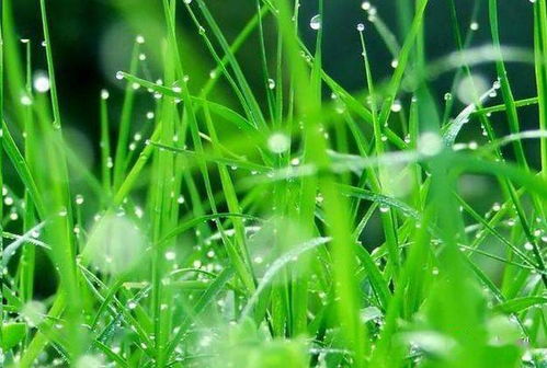 夏日酷暑，草地如何生存？