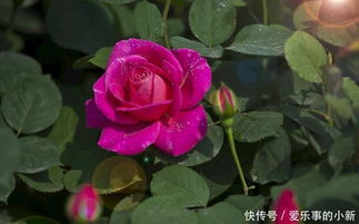 月季花根种植小技巧，你真的了解吗？