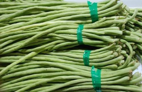 二、 豆角锈病的传播途径