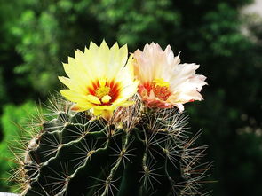 仙人球种植入门指南：如何养出美美的球花