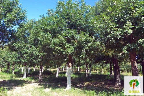 苗木价格的重要性