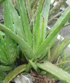 东北石竹：适者生存的典范