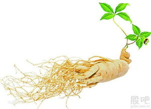 人参最佳播种时间是什么时候？春季还是秋季更适合播种人参呢