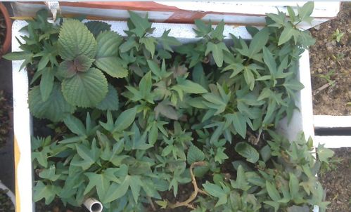 爬山虎， 耐热还省钱