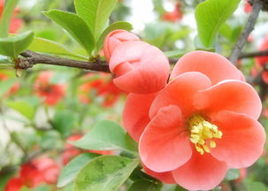 二、海棠网蝽防治大作战！